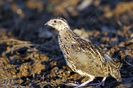 Prepeliță (Coturnix coturnix)