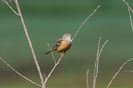 Presură de grădină (Emberiza hortulana)