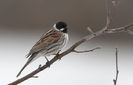 Presură de stuf (Emberiza schoeniclus)