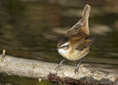 Privighetoare de baltă (Acrocephalus melanopogon)