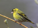 Scatiu (Carduelis spinus)