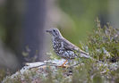 Sturz de vâsc (Turdus viscivorus)