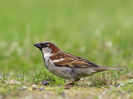 Vrabie de casă (Passer domesticus)