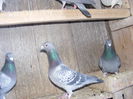 DSCF4445