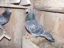 DSCF4464