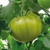 Tomate Evergreen__