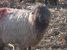 DSCF2272