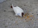 DSC00246