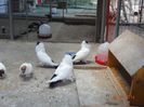 DSC00260