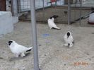 DSC00268