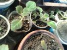 gloxinii