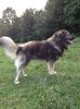 athos3