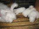 Iepuri Angora Englez