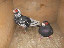 porumbei carunculati 002