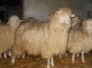DSCN0338