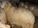 DSCN0387