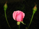 IMG_0093_2