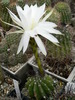 echinopsis_subdenudata