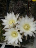 echinopsis_hb_fl_1