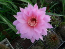 echinopsis_hb.Henriette