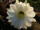 echinopsis_mammilosa_fl