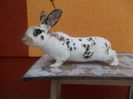 Picture 153