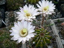 echinopsis_hb_pl2