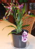 Orhidee Zygopetalum