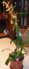 Orhideea Brassia ( Orhideea paianjen )