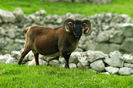 Berbec Soay grasun