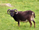 Berbec Soay la pascut