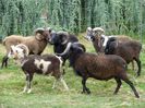 Berbeci Soay-5