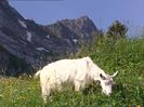 Capra Alppenzeler la munte