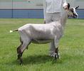 Capra de lapte buna