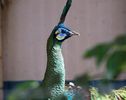 Peacock-