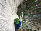 peacock_-birdsgallery-net