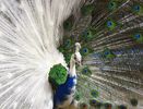 peacock_-birdsgallery-net