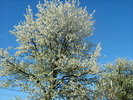 Picture 017