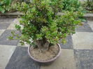 Crassula ovata (Mill.) Druce 1917