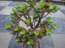 Crassula ovata cv.'Crosby`s Compact'