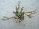 Crassula rupestris ssp. marnierana (Huber & Jacobsen) Toelken 1975