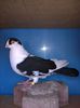 negru 555