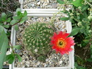 echinopsis_hb