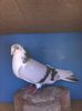 codalbul cu sfârleze