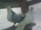 pereche