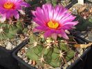 Thelocactus heterochromus