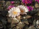 Ariocarpus retusus var. furfuraceus .