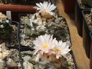 Ariocarpus retusus var. furfuraceus .2
