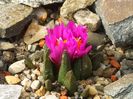 Ariocarpus scapharostrus