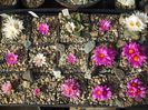 Ariocarpus